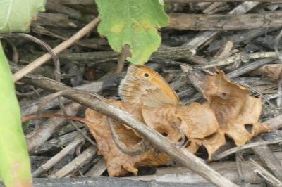 <i>Coenonympha pamphilus</i>