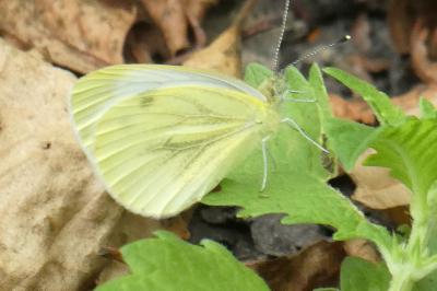 <i>Pieris napi</i>