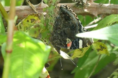 <i>Vanessa atalanta</i>