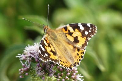 <i>Vanessa cardui</i>