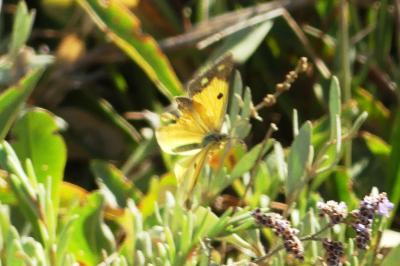 <i>Colias crocea</i>