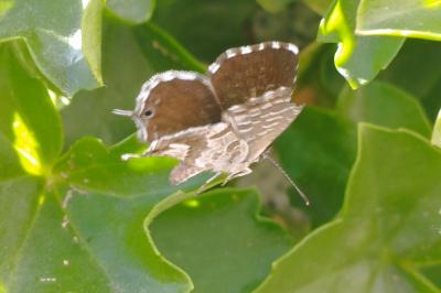 <i>Cacyreus marshalli</i>