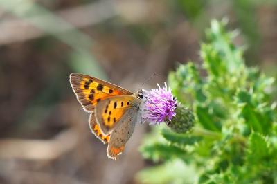 <i>Lycaena phlaeas</i>