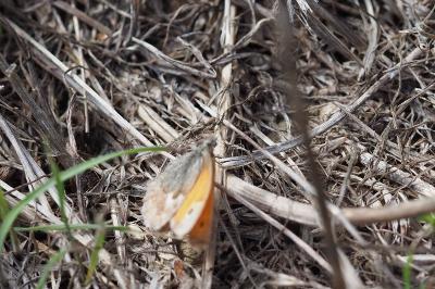 <i>Coenonympha pamphilus</i>