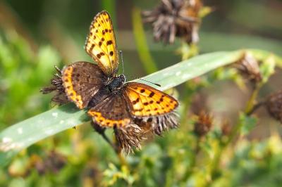 <i>Lycaena tityrus</i>