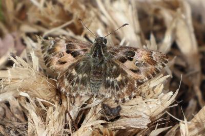 <i>Carcharodus alceae</i>