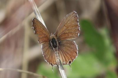 <i>Cacyreus marshalli</i>