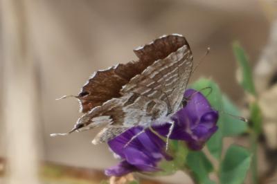 <i>Cacyreus marshalli</i>
