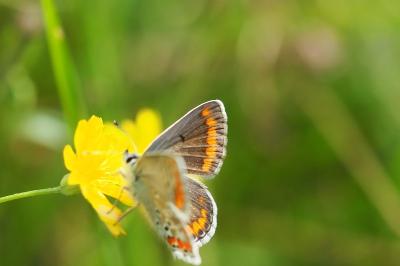 <i>Aricia agestis</i>