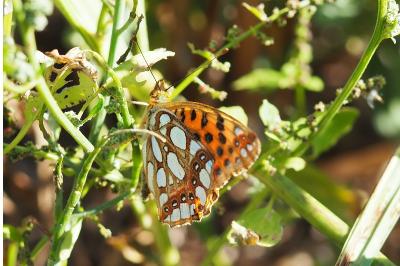 <i>Issoria lathonia</i>
