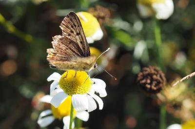 <i>Lycaena tityrus</i>