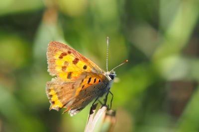 <i>Lycaena phlaeas</i>