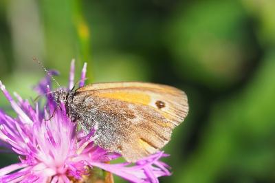 <i>Coenonympha pamphilus</i>