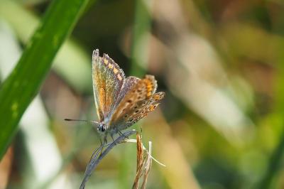 <i>Polyommatus icarus</i>