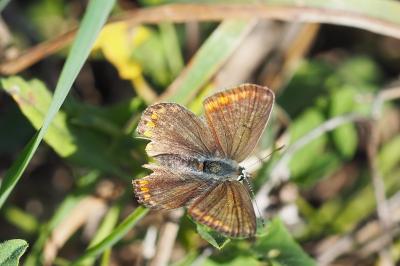 <i>Polyommatus icarus</i>