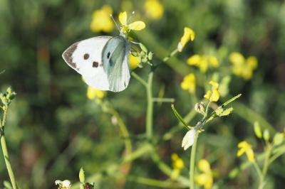 <i>Pieris brassicae</i>