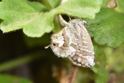 <i>Cacyreus marshalli</i>
