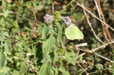 <i>Gonepteryx rhamni</i>