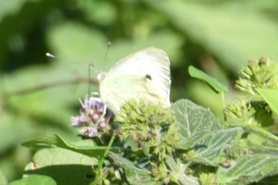 <i>Pieris brassicae</i>
