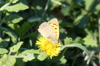 <i>Lycaena phlaeas</i>