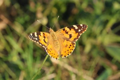 <i>Vanessa cardui</i>