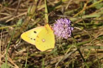 <i>Colias crocea</i>