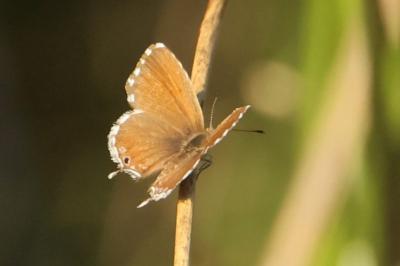 <i>Cacyreus marshalli</i>