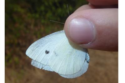 <i>Pieris rapae</i>