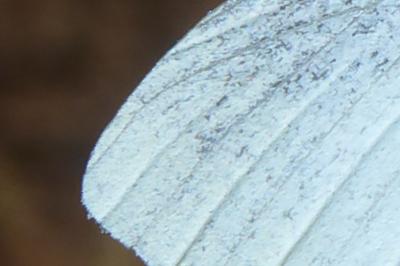 <i>Pieris rapae</i>
