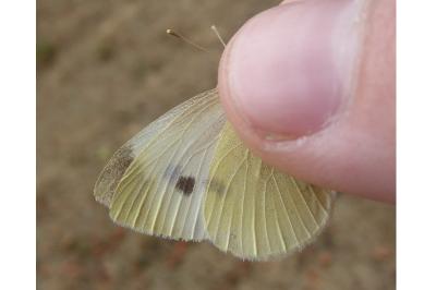 <i>Pieris mannii</i>