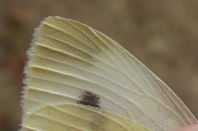 <i>Pieris mannii</i>