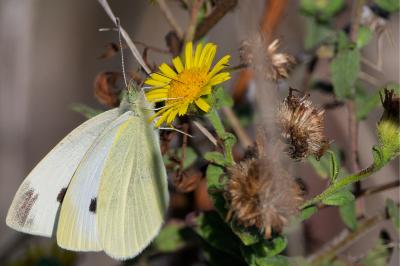 <i>Pieris mannii</i>