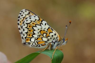 <i>Melitaea cinxia</i>