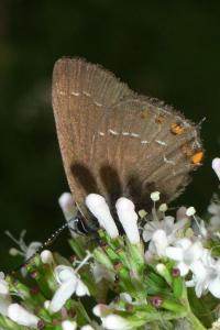 <i>Satyrium ilicis</i>