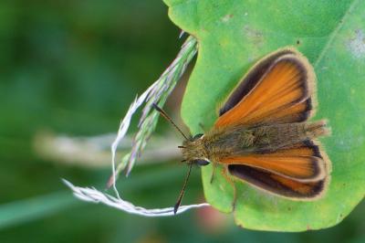<i>Thymelicus lineola</i>