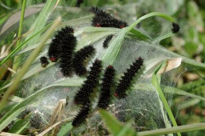 <i>Melitaea cinxia</i>