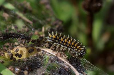 <i>Melitaea parthenoides</i>