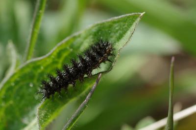 <i>Melitaea phoebe</i>