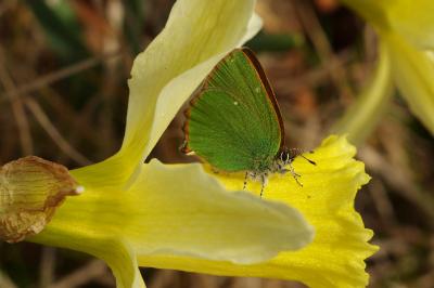 <i>Callophrys rubi</i>