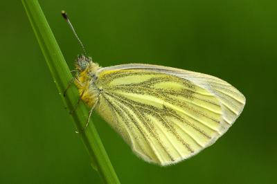 <i>Pieris napi</i>