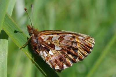 <i>Boloria dia</i>