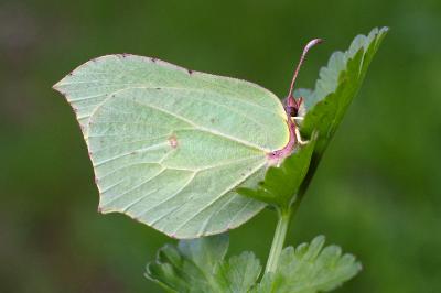 <i>Gonepteryx rhamni</i>