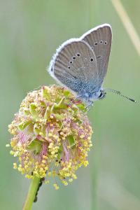 <i>Cyaniris semiargus</i>