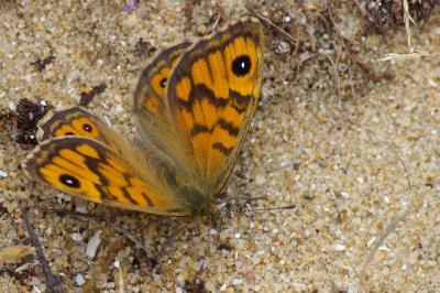 <i>Lasiommata megera</i>