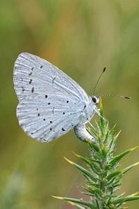 <i>Celastrina argiolus</i>