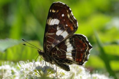 <i>Araschnia levana</i>