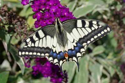 <i>Papilio machaon</i>