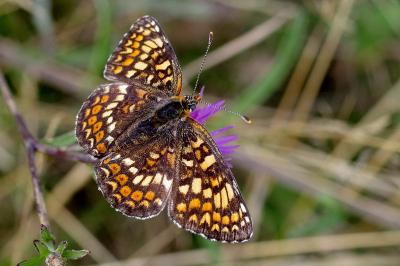 <i>Melitaea phoebe</i>