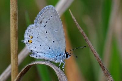 <i>Cupido argiades</i>