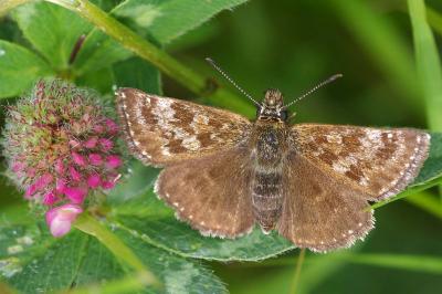 <i>Erynnis tages</i>